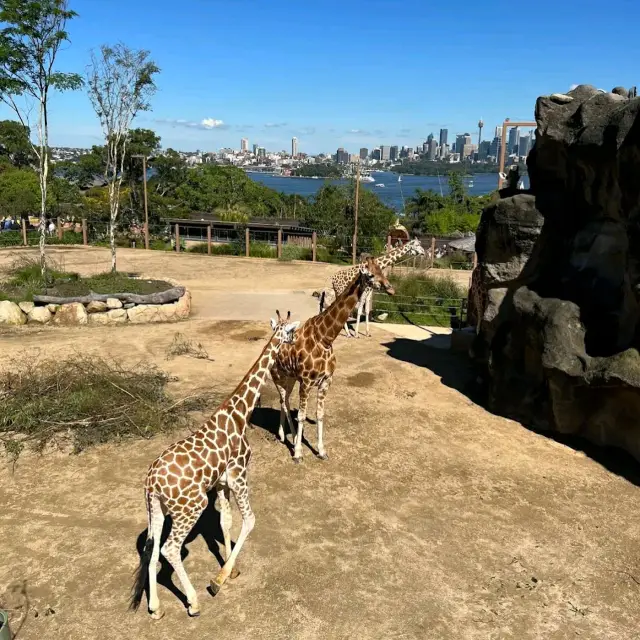 Amazing Day spent at 📍Taronga Zoo Sydney📍