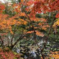 京都紅葉2022  天授庵の素晴らしいすぎる紅葉