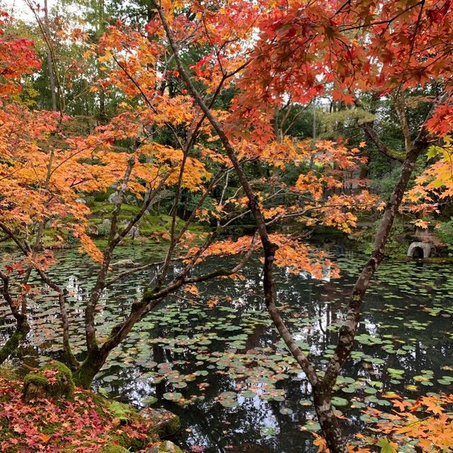 京都紅葉2022  天授庵の素晴らしいすぎる紅葉