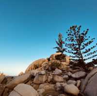 Townsville 隔壁的小島、你一定要去看看野生的無尾熊，就在你面前