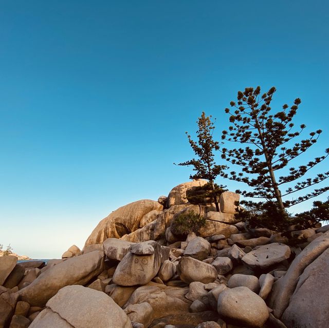Townsville 隔壁的小島、你一定要去看看野生的無尾熊，就在你面前