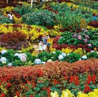 🌷🌻Picturesque Flower Garden🌼🌹