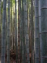 【京都】竹林の小径（嵐山）