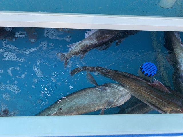 [🇰🇷, 창원] 겨울 특별 보양식 대구탕 맛집, 진해 용원횟집 🐟