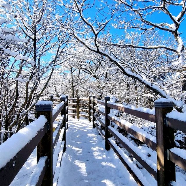 환상적인 설경, 제주 1100고지를 아시나요?