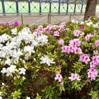 ［維多利亞公園］- 賞花好時機🌸🌺💐