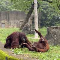 六福村樂園｜刺激的遊樂設施和可愛的野生動物，值得票價