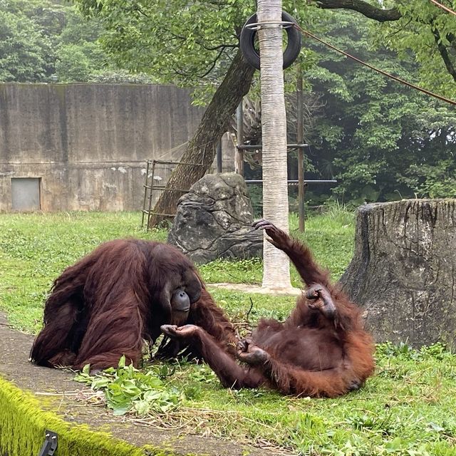 六福村樂園｜刺激的遊樂設施和可愛的野生動物，值得票價