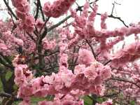 Plum blossoms in Japan 🌸