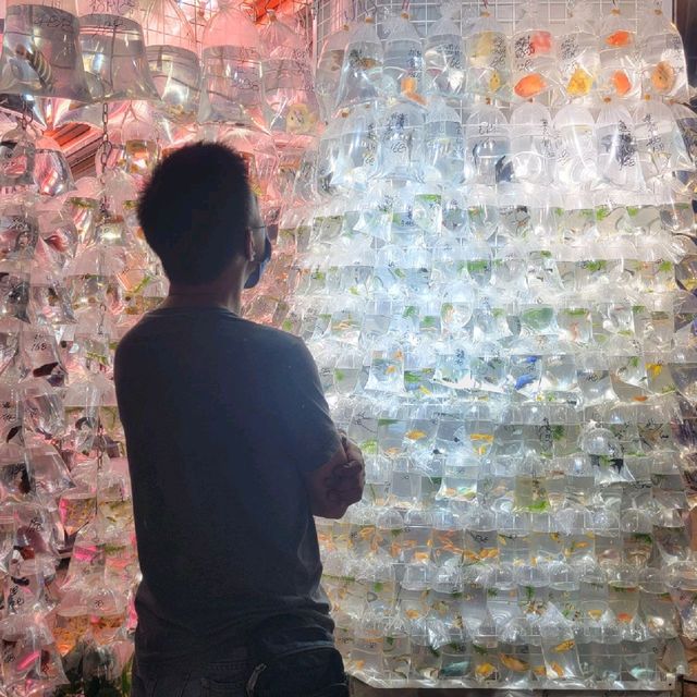 홍콩의 Goldfish Market! 금붕어 시장