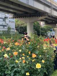 중랑천, 서울장미축제🌹