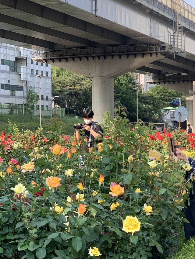 중랑천, 서울장미축제🌹