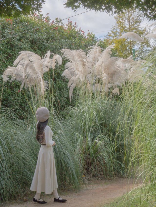3m 팜파스 보러 태안 청산수목원 가기🌾🌾