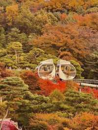 가을 단풍 명소 화담숲 미리보기🍁