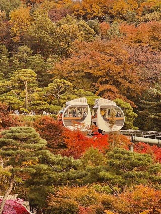 가을 단풍 명소 화담숲 미리보기🍁