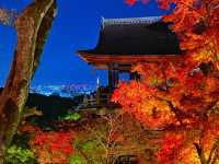 秋の京都。清水寺のライトアップ。『清水の舞台』