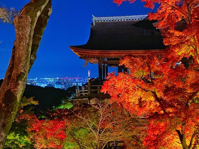 秋の京都。清水寺のライトアップ。『清水の舞台』
