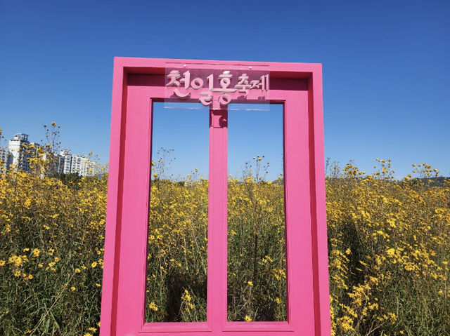 경기도 양주시 천일홍 축제