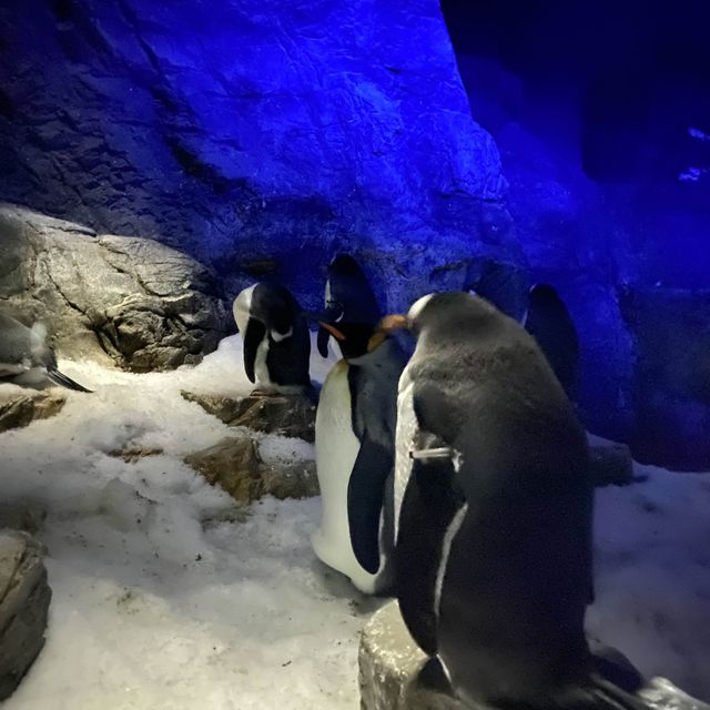 大阪海遊館 水瀨超可愛！