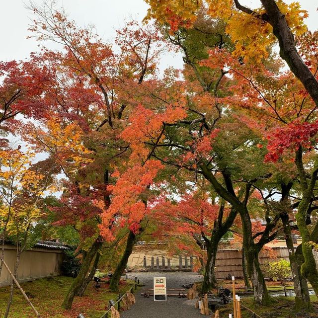 京都紅葉2022  宝厳院の素晴らしい紅葉