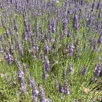 Picture Perfect Lavender Backyard Garden