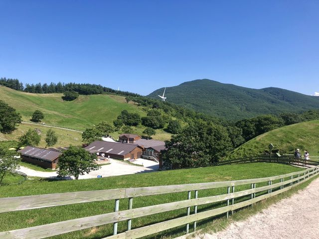 코리안 알프스, 대관령 양떼목장으로!🐑🌳
