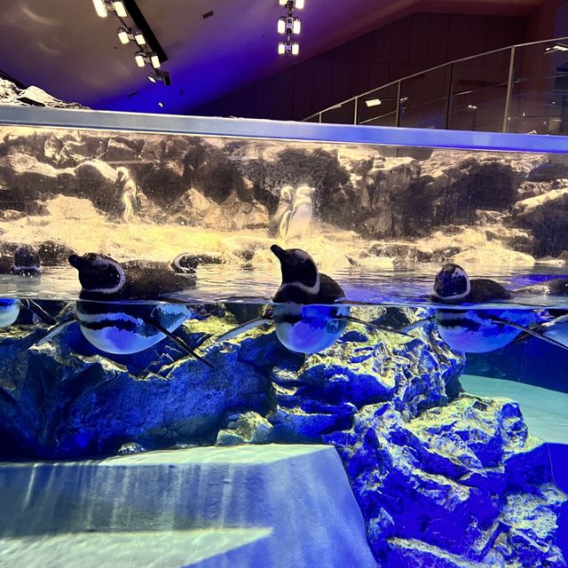 【東京】オシャレな展示方法！一度は訪れたい水族館🐠