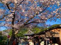 京都　SAKURA 桜めぐり❗️高台寺の桜に感動❗️