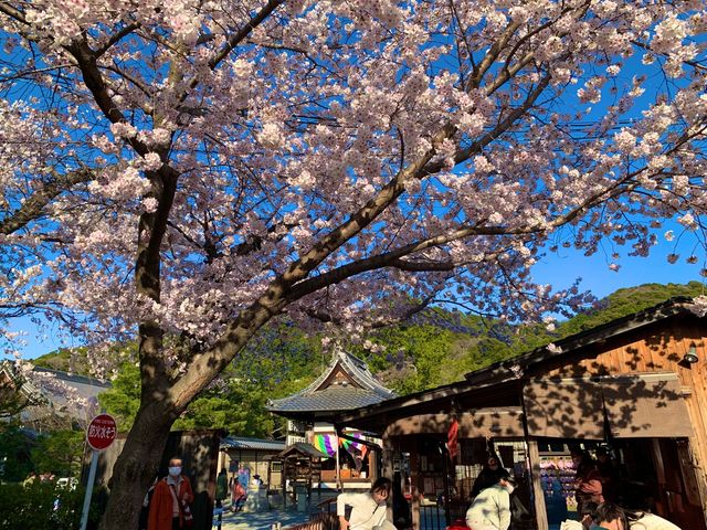 京都　SAKURA 桜めぐり❗️高台寺の桜に感動❗️