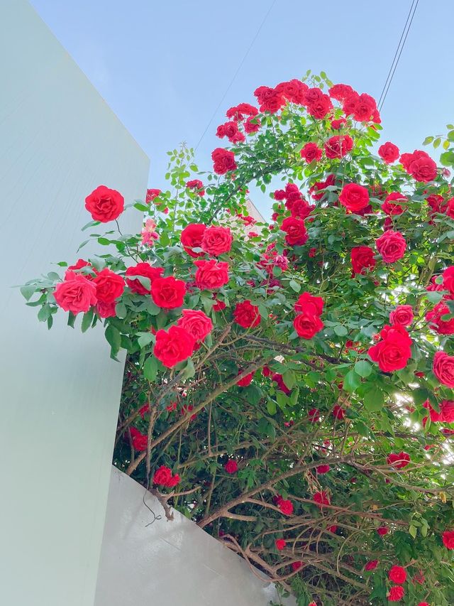 골목골목 예쁜장미담벼락이 한가득♥️