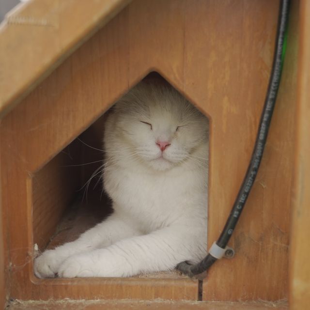 영흥도에 위치한 너무 귀여운 고양이역 카페
