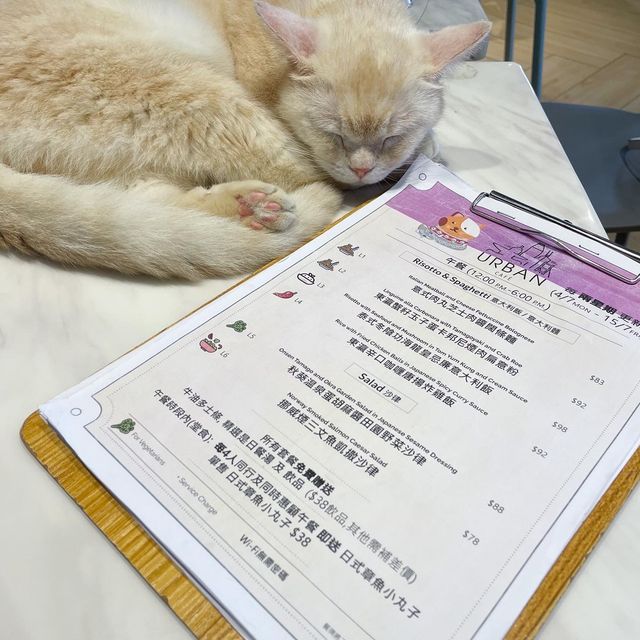 極親人CuteCute貓咪🐱高質貓貓Cafe❤️❤