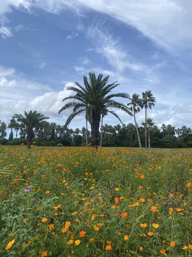 황화코스모스 가득한 제주도 🧡