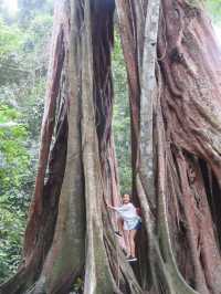 Piyamit Millennium Tree