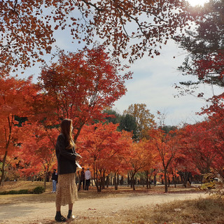 노랗고 붉게 물든 남이섬💛❤️