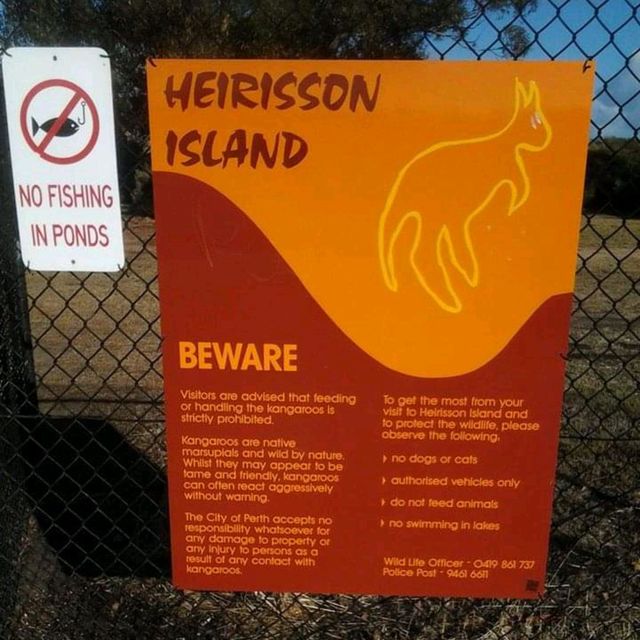 Spot Kangaroos in the Pokémon island