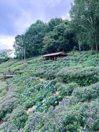 พาไปจิบกาแฟ ชมวิว ชมดอก กับคาเฟ่ชื่อดังบนม่อนแจ่ม⛰