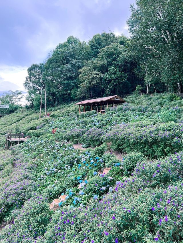 พาไปจิบกาแฟ ชมวิว ชมดอก กับคาเฟ่ชื่อดังบนม่อนแจ่ม⛰