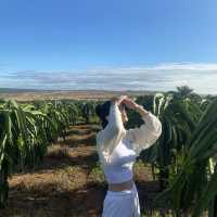 무이네의 “Dragon Fruit Farm”🫐
