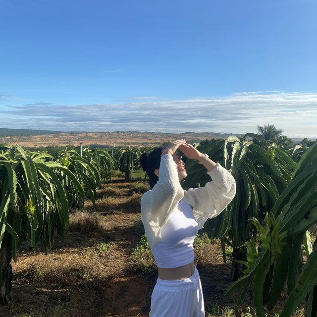 무이네의 “Dragon Fruit Farm”🫐