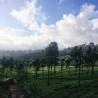 Pleasant smell of tea leaves in the air