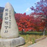 단풍하면 여기 내장산 백양사 한번쯤 꼭 가볼 곳💕