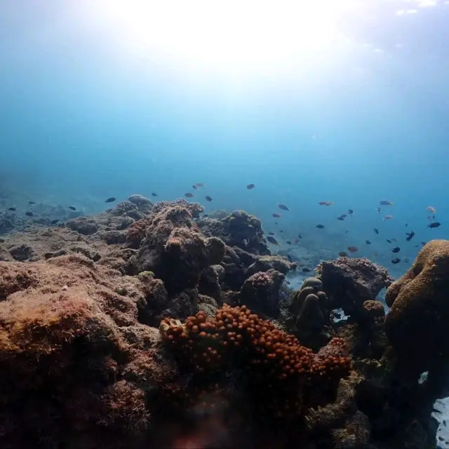 Samaresarn scubadiving