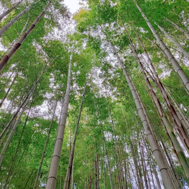 제주 한라수목원