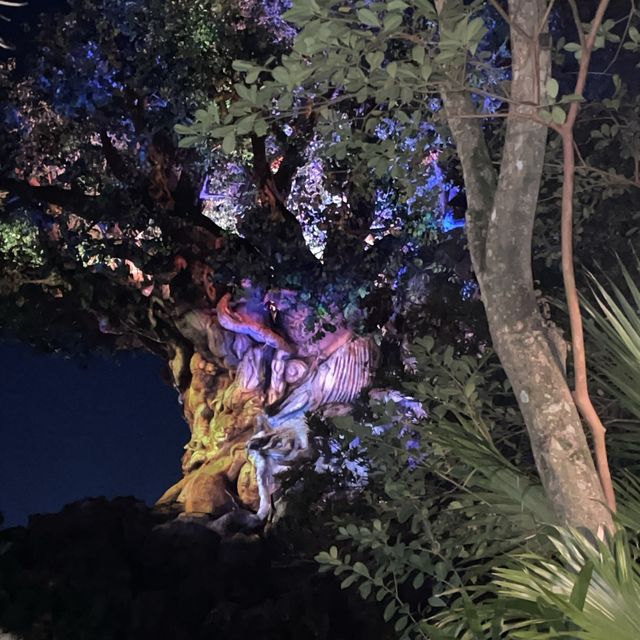 Nighttime at Animal Kingdom 