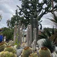 Beautiful Garden by Corona Del Mar Beach 🏝️ 