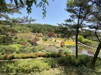 Beautiful Flowers and Trees in Jeju