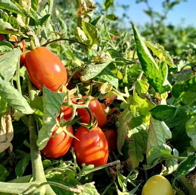Taste tomatoes in Emilia-Romagna 