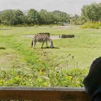 Youngor zoo a nice family day out