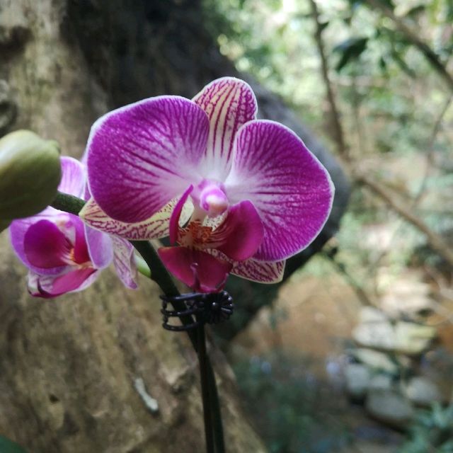 Orchids and Ostriches in Yalong Bay